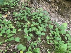Eurybia schreberi