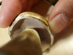 Tylopilus intermedius