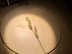 Bromus racemosus