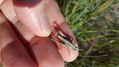 Chimarocephala elongata