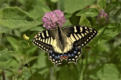 Papilio hospiton