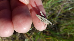 Chimarocephala elongata