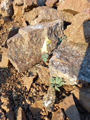 Corydalis gorodkovii