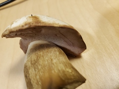 Tylopilus intermedius