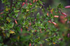 Clinopodium macrostemum