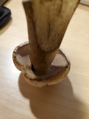 Tylopilus intermedius