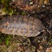 Rathke's Woodlouse - Photo (c) Jason M Crockwell, some rights reserved (CC BY-NC-ND), uploaded by Jason M Crockwell