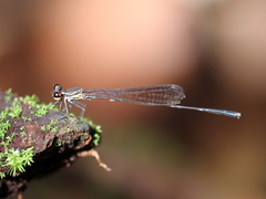 Elattoneura longispina
