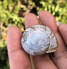 Helminthoglypta arrosa