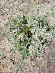 Eriogonum giganteum