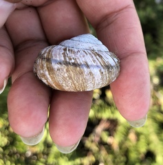 Helminthoglypta arrosa