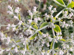 Eriogonum giganteum