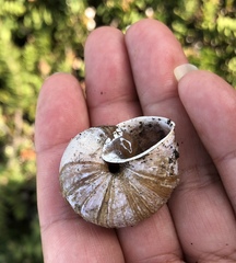 Helminthoglypta arrosa