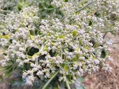 Eriogonum giganteum