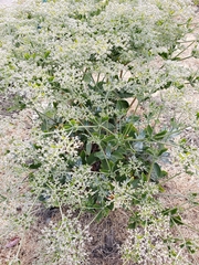 Eriogonum giganteum