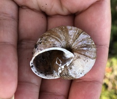 Helminthoglypta arrosa