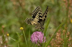 Papilio hospiton