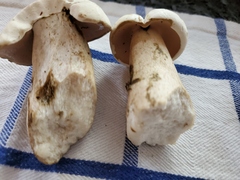 Tylopilus intermedius
