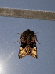 Euplexia benesimilis