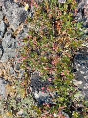 Rhododendron redowskianum