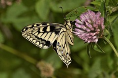 Papilio hospiton