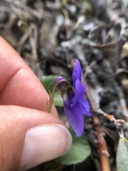 Viola adunca adunca