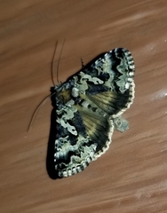 Syngrapha rectangula