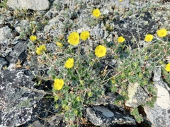 Potentilla uniflora