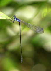 Teinobasis euglena