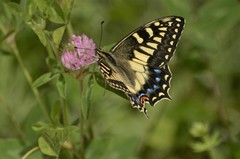 Papilio hospiton