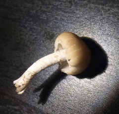 Candolleomyces candolleanus