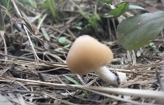 Candolleomyces candolleanus