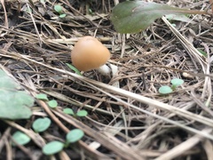 Candolleomyces candolleanus