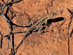 Ctenophorus spinodomus