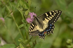 Papilio hospiton