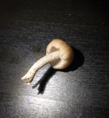 Candolleomyces candolleanus