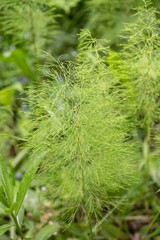 Equisetum sylvaticum