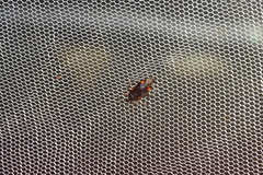 Deraeocoris brachialis