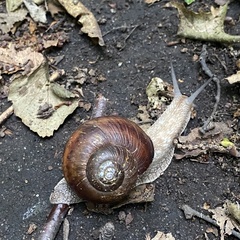 Karaftohelix gainesi