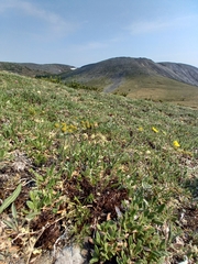 Bupleurum triradiatum