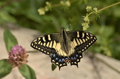 Papilio hospiton