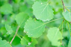 Populus tremula