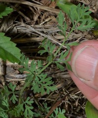 Corydalis crystallina