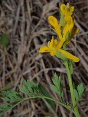 Corydalis crystallina