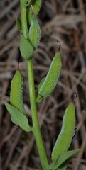 Corydalis crystallina