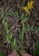 Corydalis crystallina