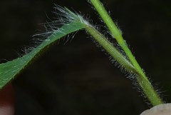 Dichanthelium lanuginosum