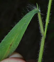 Dichanthelium lanuginosum