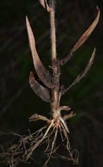 Dichanthelium lanuginosum