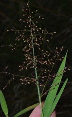 Dichanthelium lanuginosum